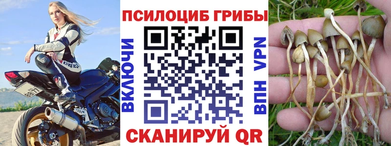 где найти   Лихославль  Псилоцибиновые грибы Magic Shrooms 